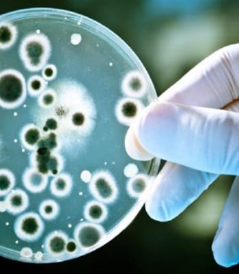 Mould Growth